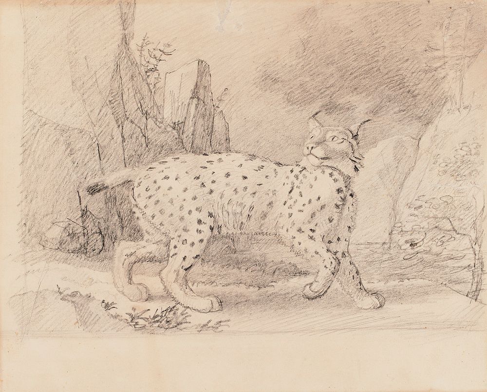 Lynx, 1830 - 1870, Wilhelm von Wright