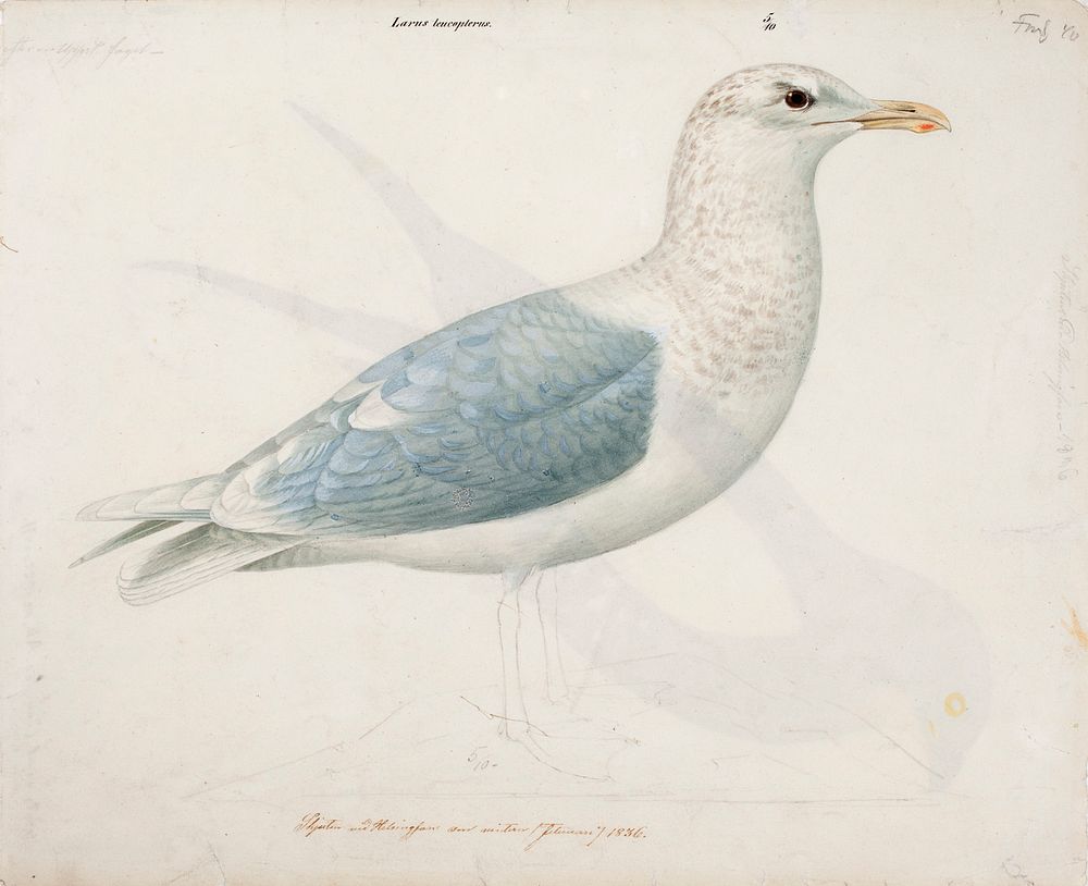 Iceland gull, 1838, Magnus Von Wright