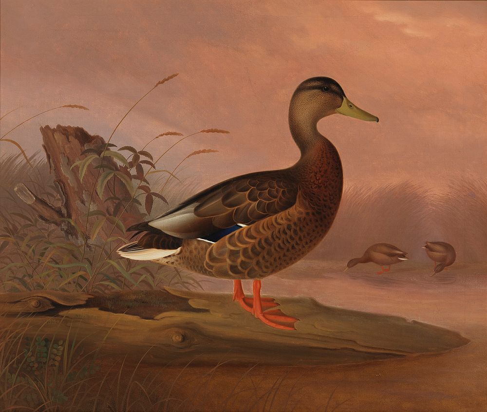 Heinäsorsa, 1848, by Ferdinand von Wright
