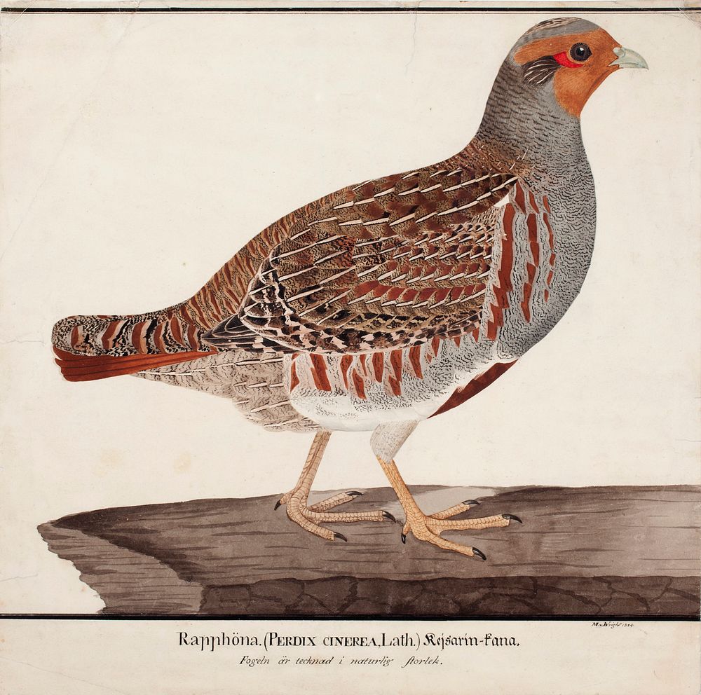 Grey partridge, 1824, Magnus Von Wright