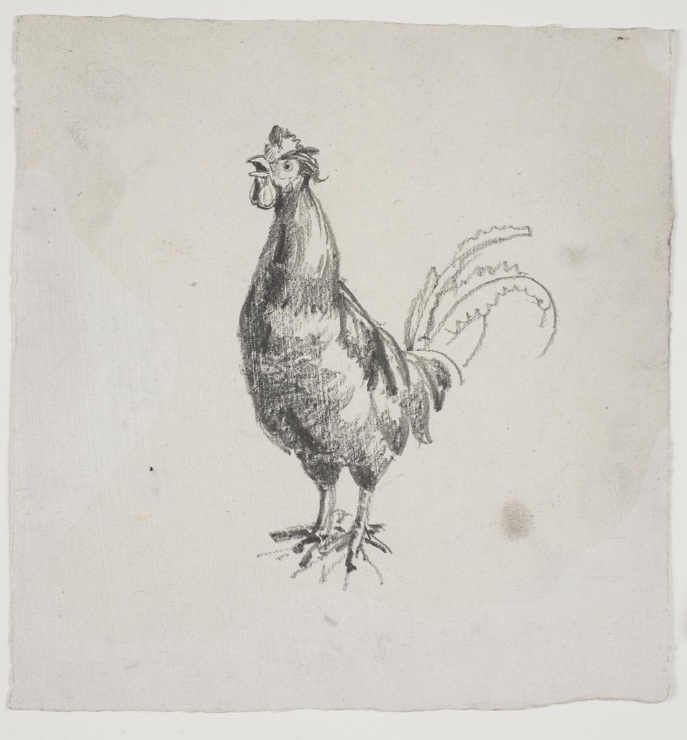 Rooster