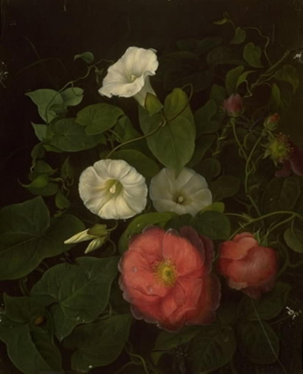 Roses and epomenea by Emma Thomsen