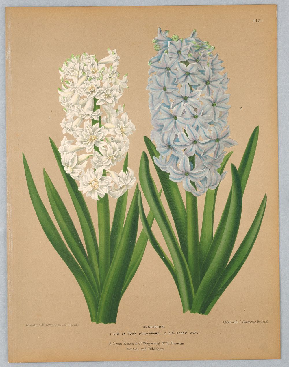 Hyacinths, Plate 31 from A. C. Van Eeden's "Flora of Haarlem"