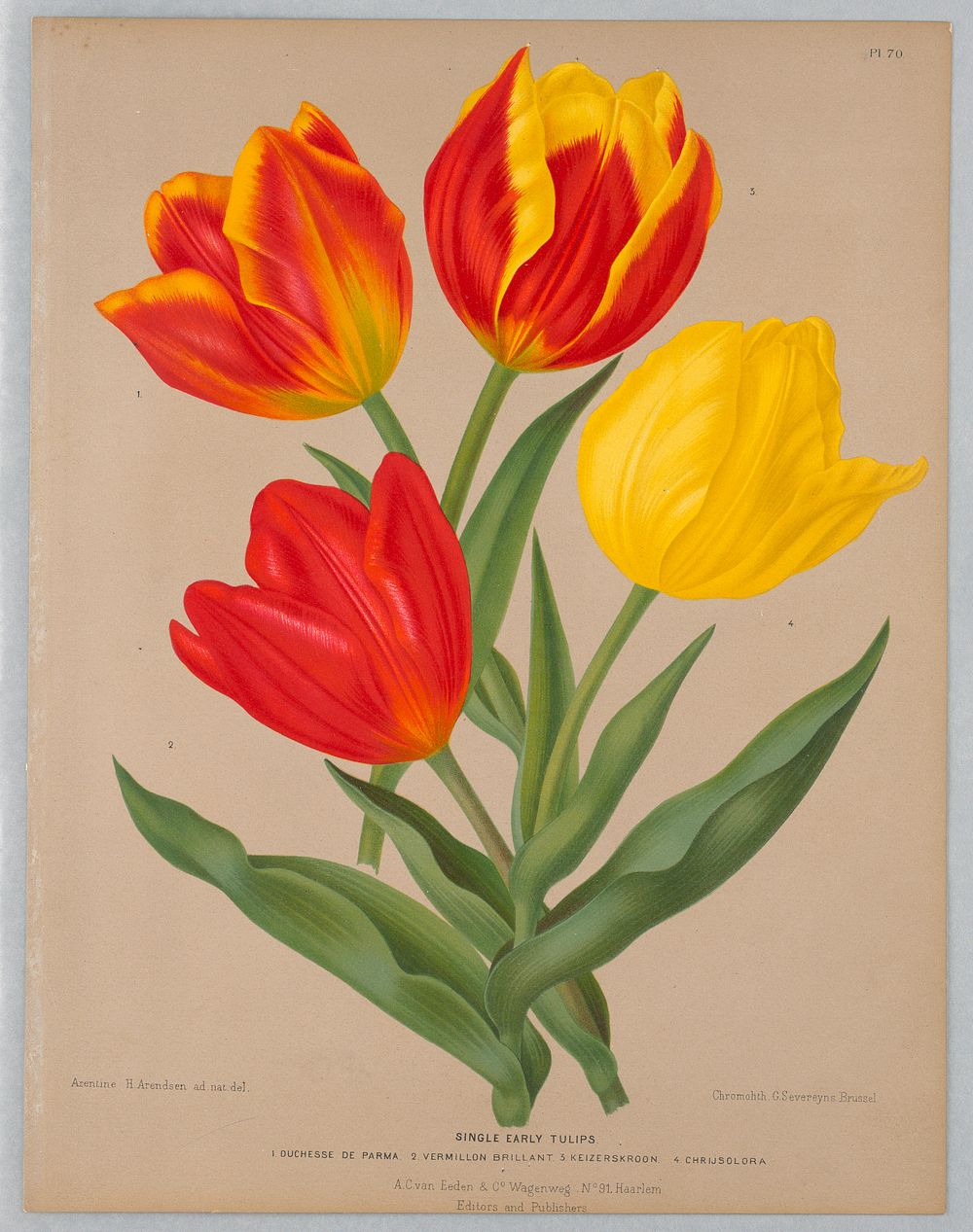 Single Early Tulips, Plate 70 from A. C. Van Eeden's "Flora of Haarlem"