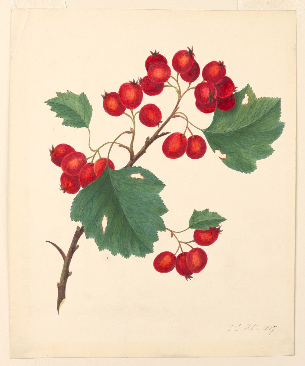 Currants