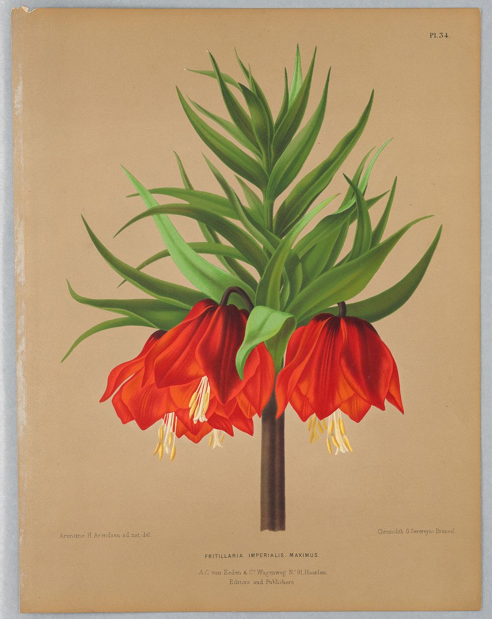 Fritillaria Imperalis Maximus, Plate 34 from A. C. Van Eeden's "Flora of Haarlem"