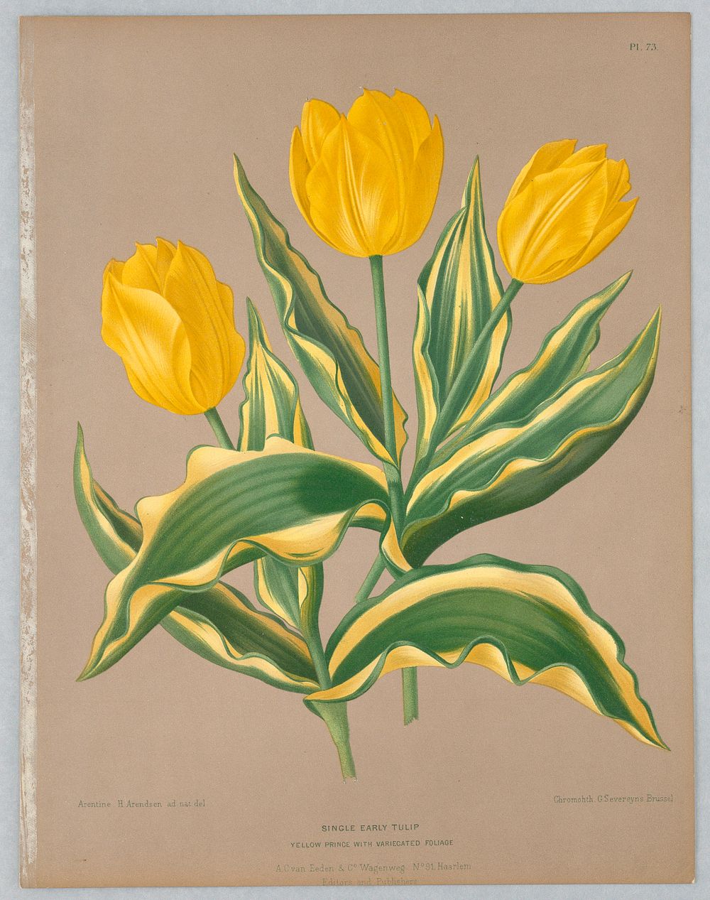 Single Early Tulip, Plate 73 from A. C. Van Eeden's "Flora of Haarlem"