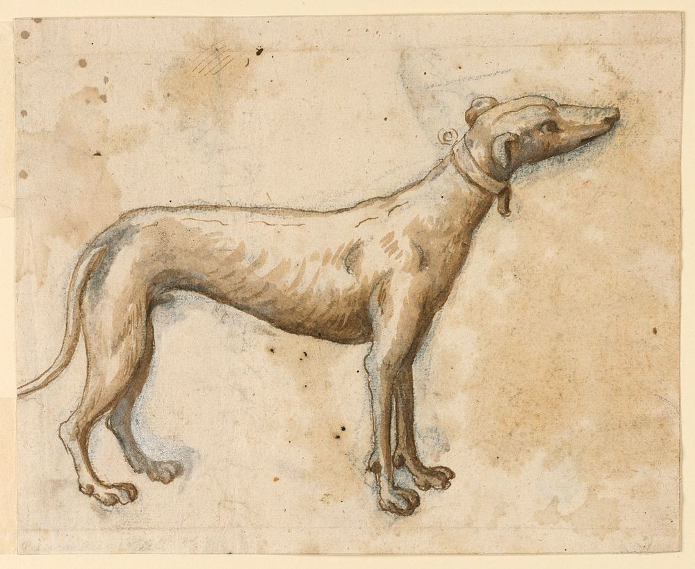 Greyhound