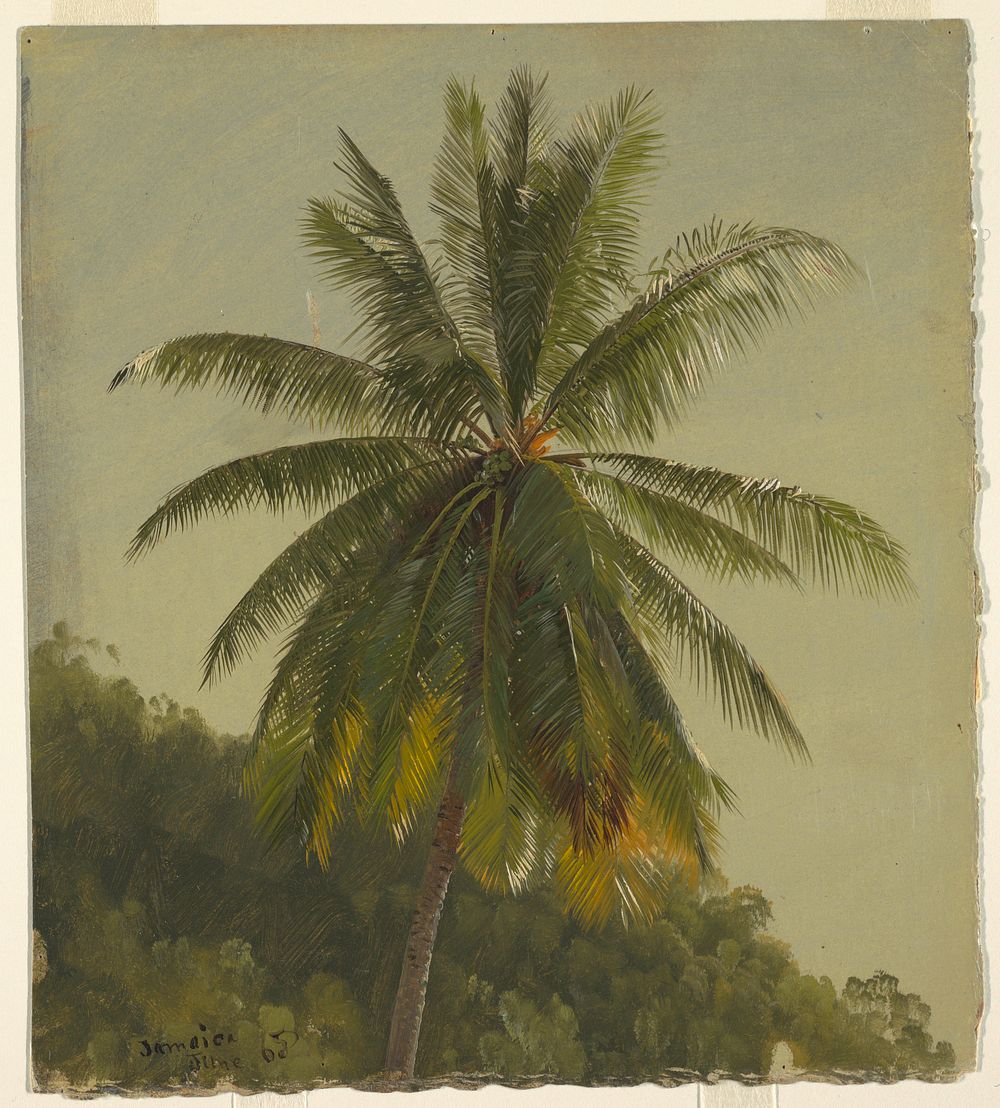 Study of Palm Tree, Jamaica, Frederic Edwin Church
