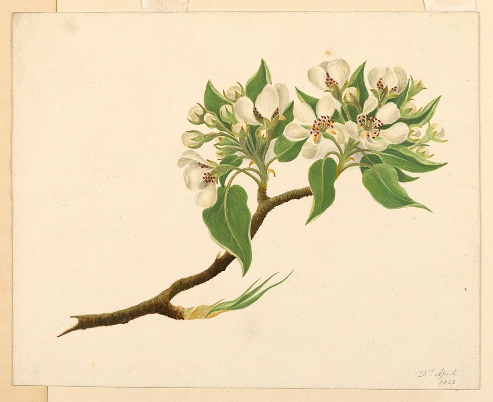 Orange Blossoms