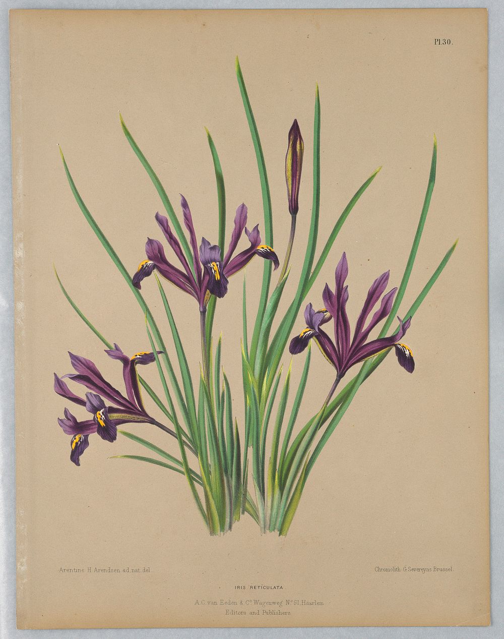 Iris Reticulata, from A. C. Van Eeden's "Flora of Haarlem"