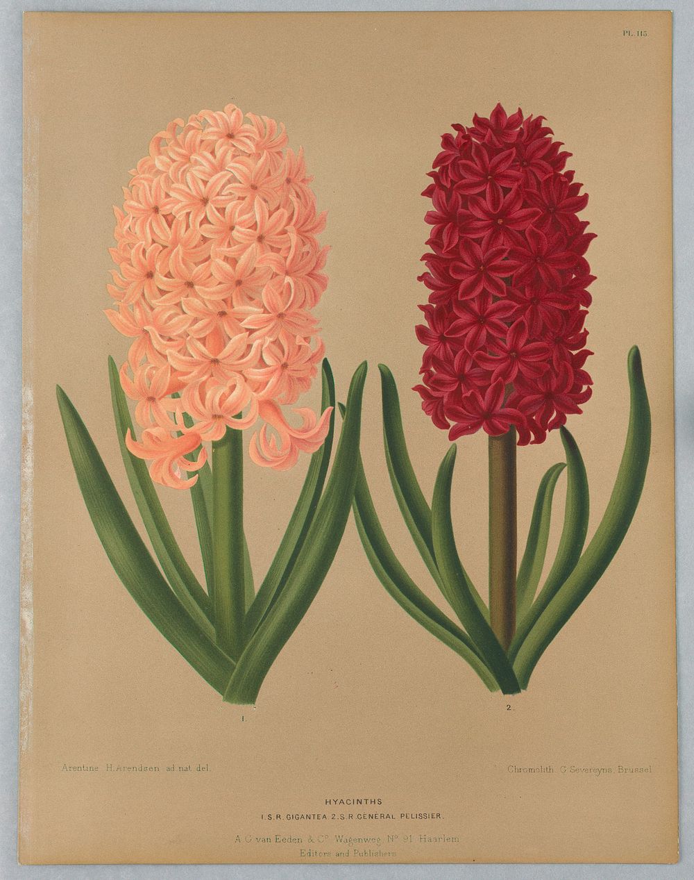 Hyacinths: I.S.R. Gigantea and Général Pelissier, Plate 115 from A. C. Van Eeden's "Flora of Haarlem"