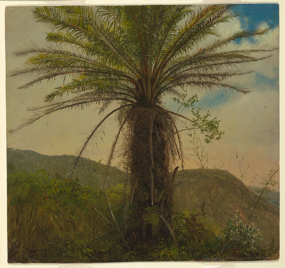 Tree Fern, Jamaica, Frederic Edwin Church