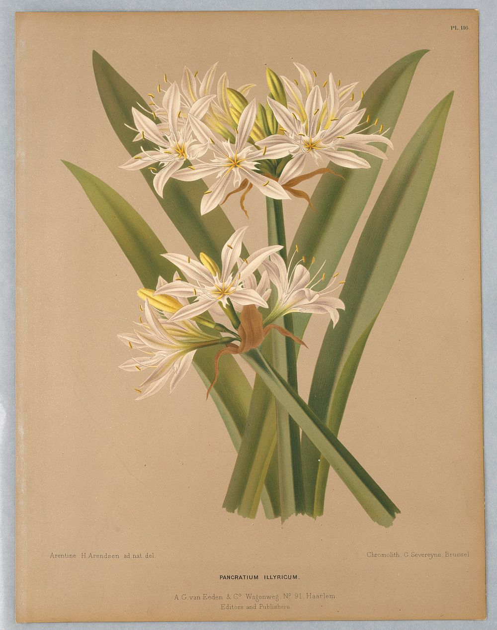 Pancratium Illyricum, Plate 116 from A. C. Van Eeden's "Flora of Haarlem"