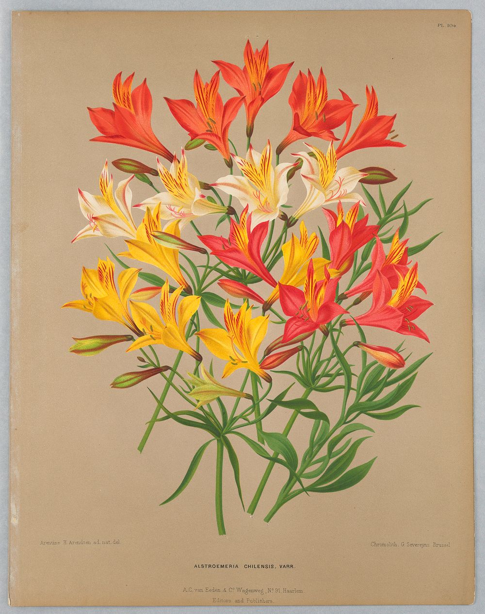 Alstroemeria Chilensis Varr., Plate 104 from A. C. Van Eeden's "Flora of Haarlem"