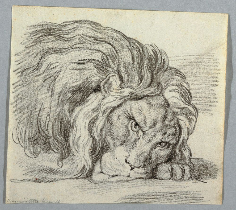 Study of a Lion