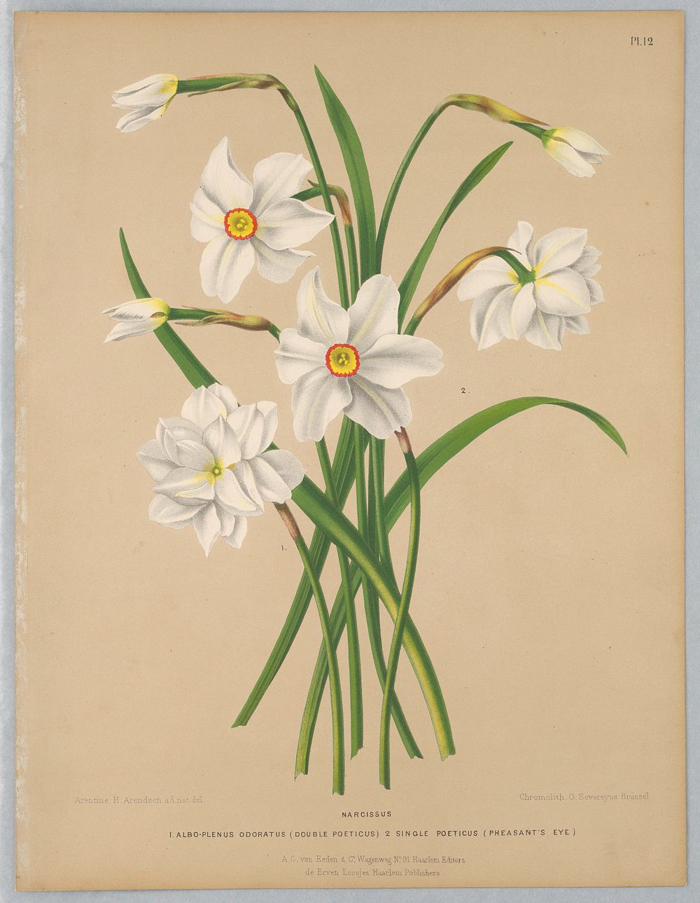 Narcissus, Plate 12 from A. C. Van Eeden's "Flora of Haarlem"