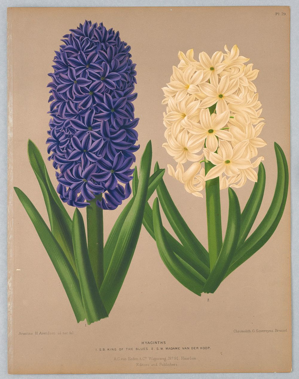 Hyacinths, S.B. King of the BLues and S.W. Madame Van Der Hoop, Plate 79 from A. C. Van Eeden's "Flora of Haarlem"