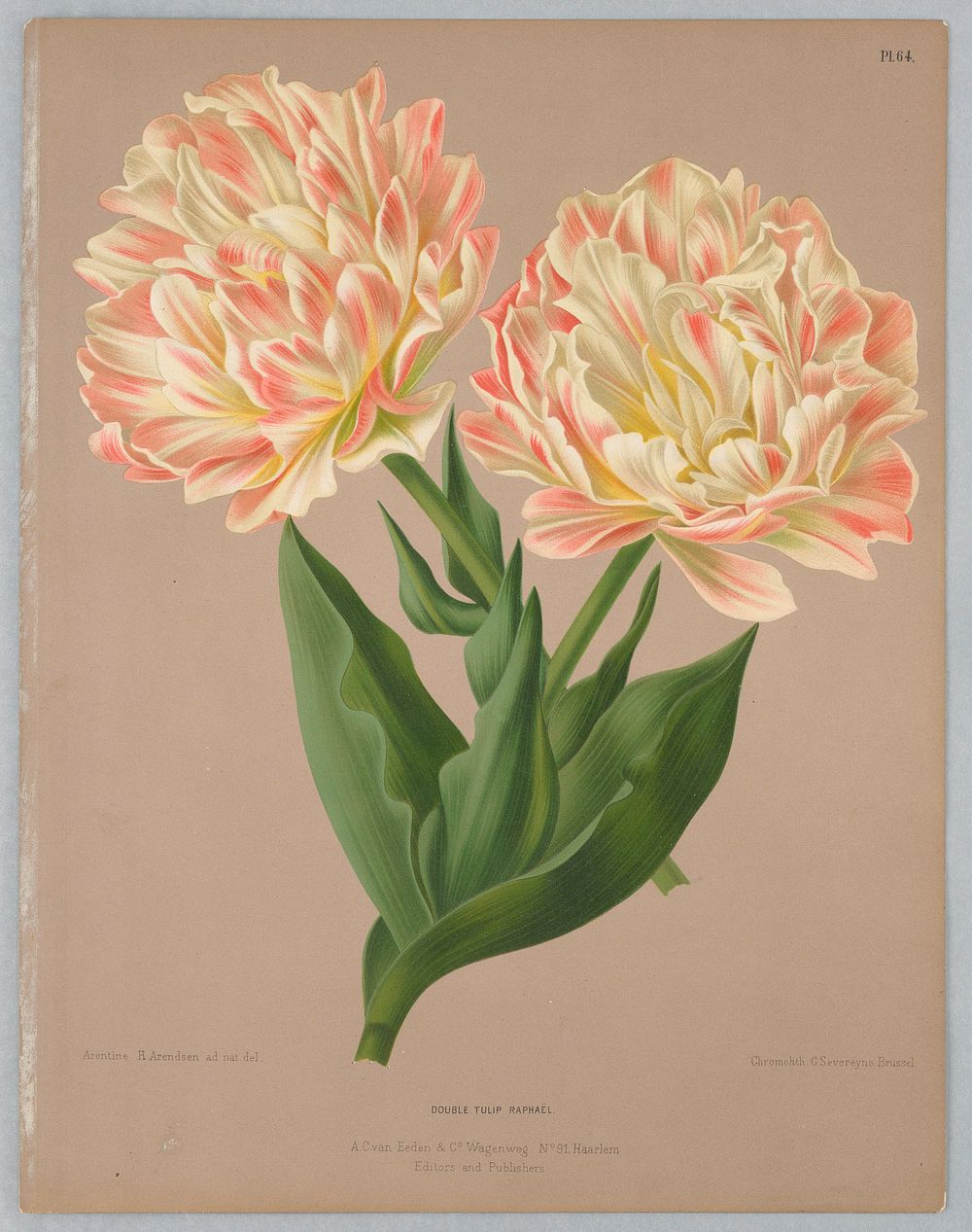 Double Tulip Raphaël, Plate 64 from A. C. Van Eeden's "Flora of Haarlem"