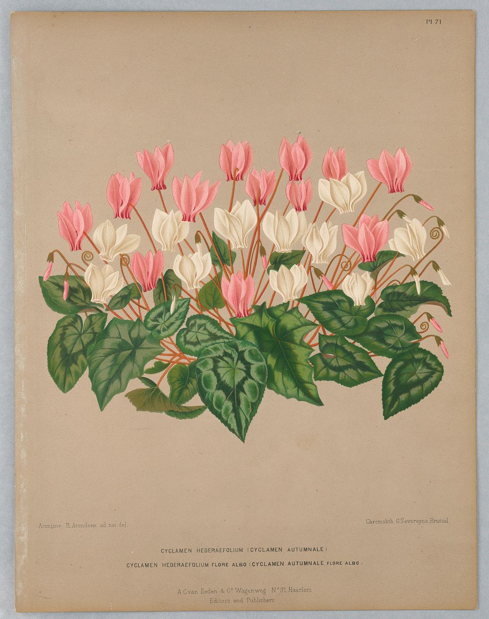 Cyclamen Hederaefolium and Cycla Hederaefolium Flore Albo, Plate 71 from A. C. Van Eeden's "Flora of Haarlem"