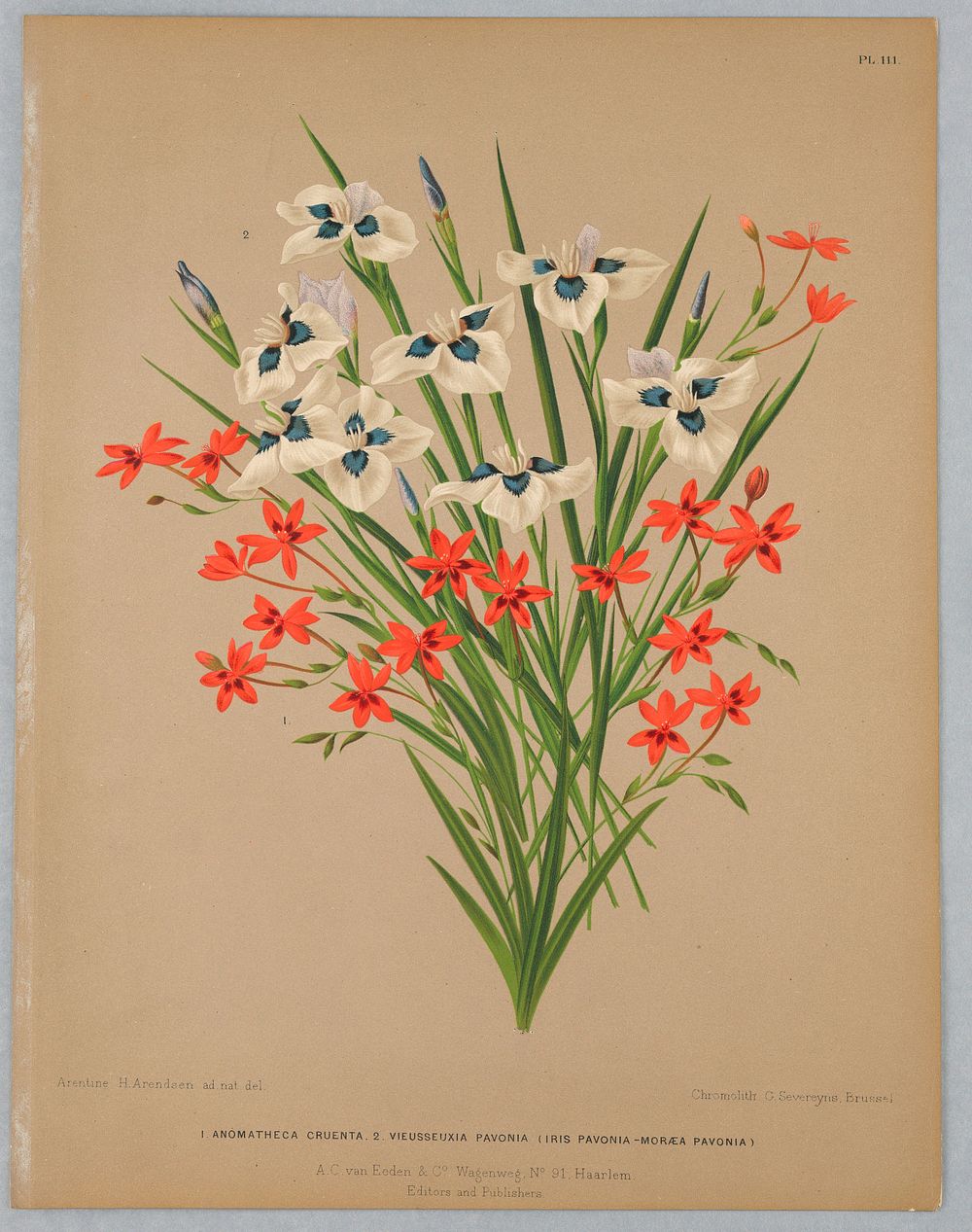 Anomatheca Cruenta, Vieusseuxie Pavonia (Iris Pavonia–Moreaea Pavonia), Plate 111 from A. C. Van Eeden's "Flora of Haarlem"
