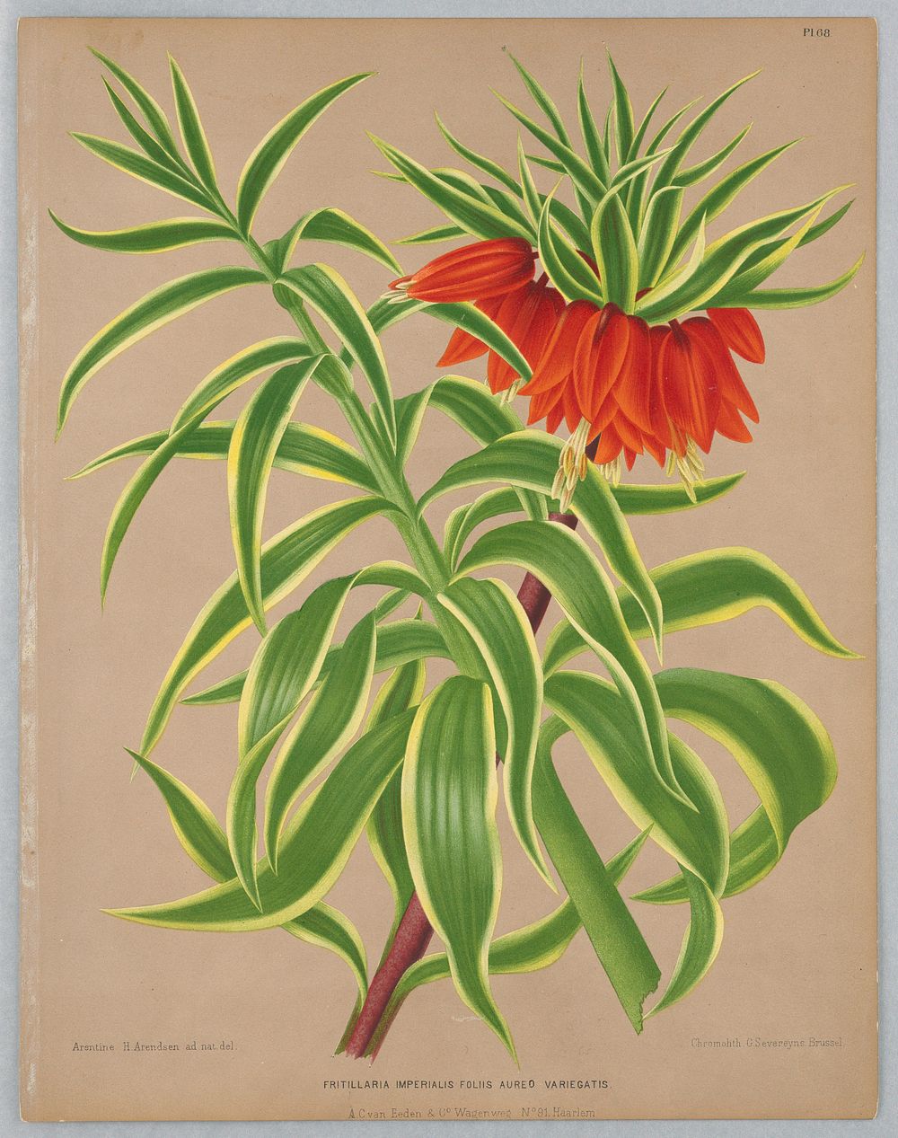 Fritillaria Imperialis Foliis Aureo Variegatis, Plate 68 from A. C. Van Eeden's "Flora of Haarlem"