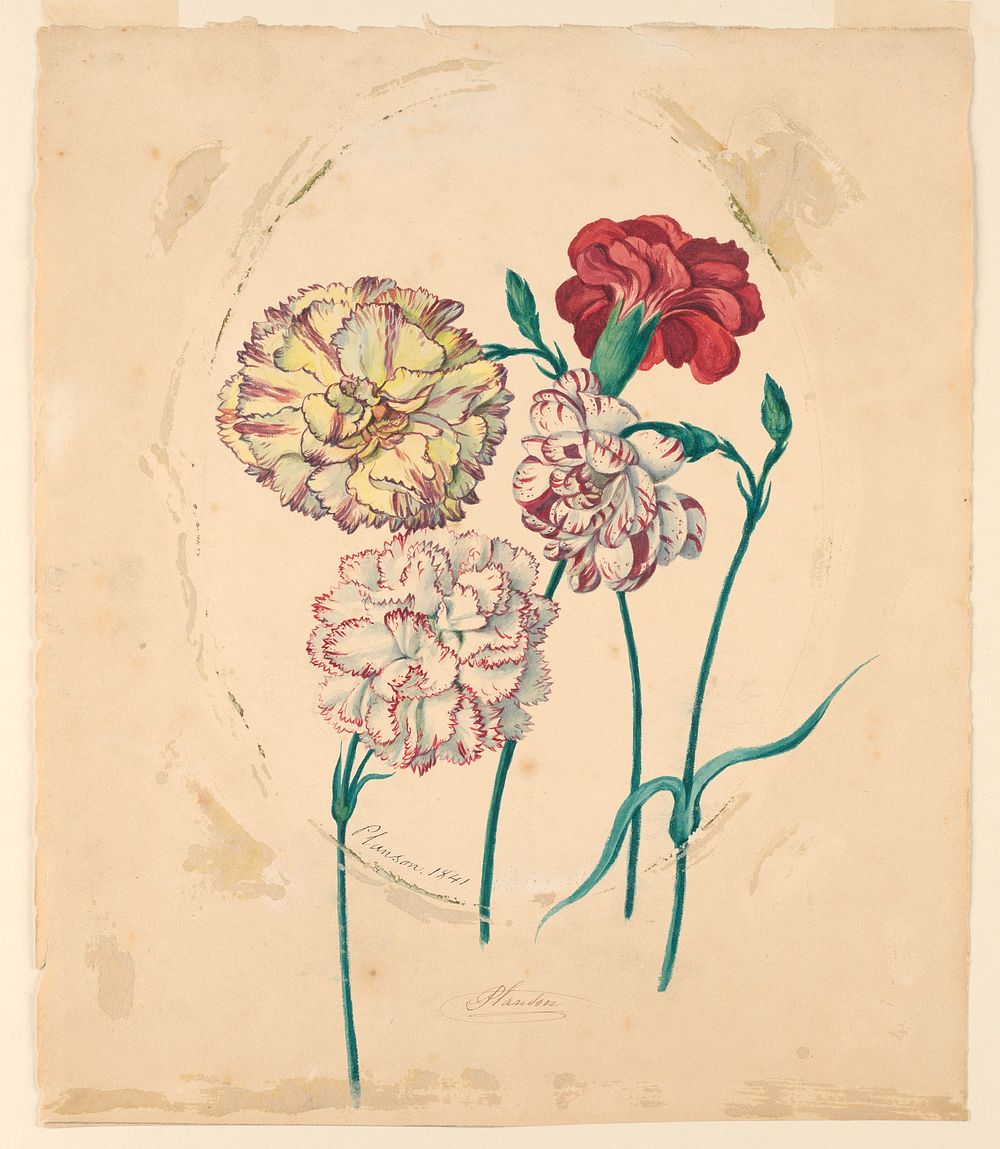 Four carnations