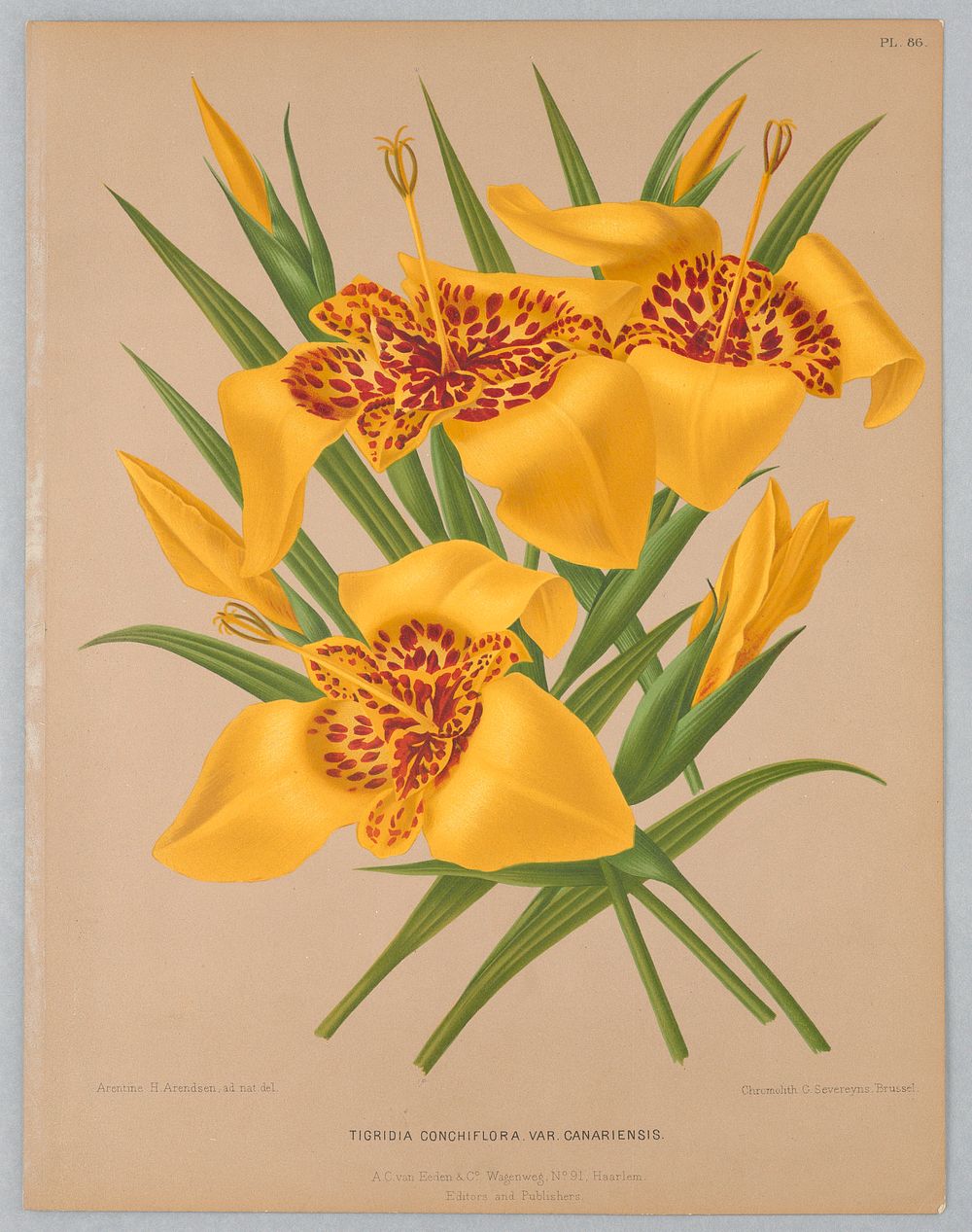 Tigridia Conchiflora Var. Canariensis, Plate 86 from A. C. Van Eeden's "Flora of Haarlem"