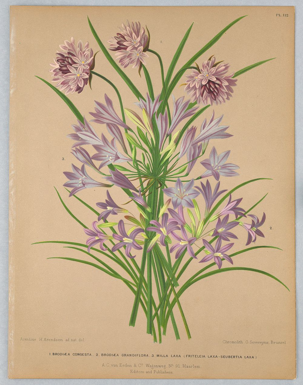 Brodiaea Congesta, brodiaea Grandiflora, Milla Laxa (Friteleia laxa-Seubertia Laxa), Plate 112 from A. C. Van Eeden's "Flora…