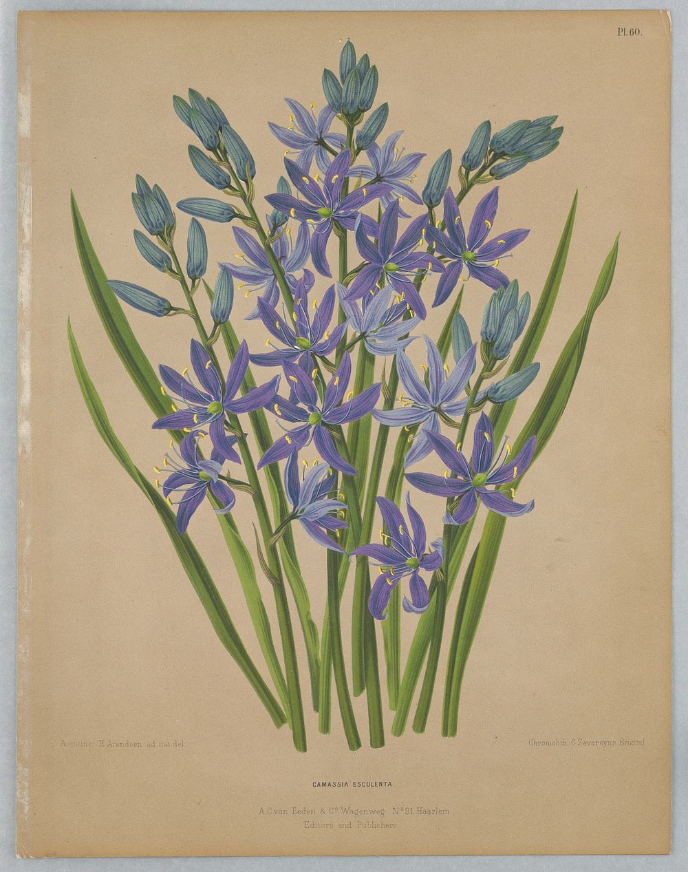Camassia Esculenta, Plate 60 from A. C. Van Eeden's "Flora of Haarlem"