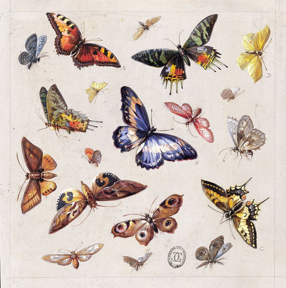 Design for Textile or Wallpaper: Butterflies