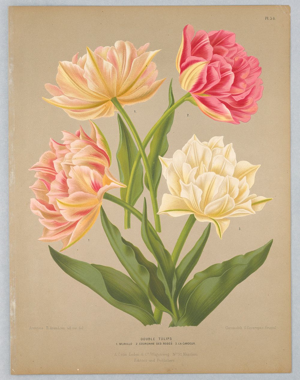 Double Tulips, Plate 54 from A. C. Van Eeden's "Flora of Haarlem"
