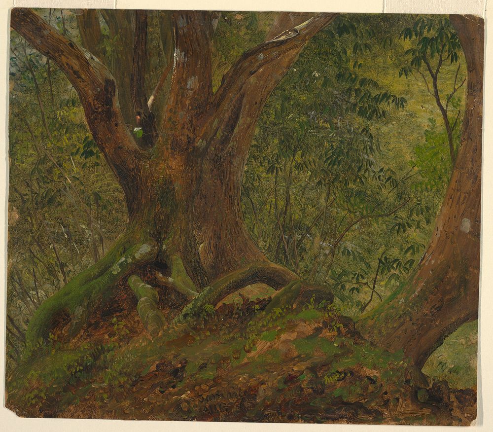 In the woods, Jamaica, Frederic Edwin Church