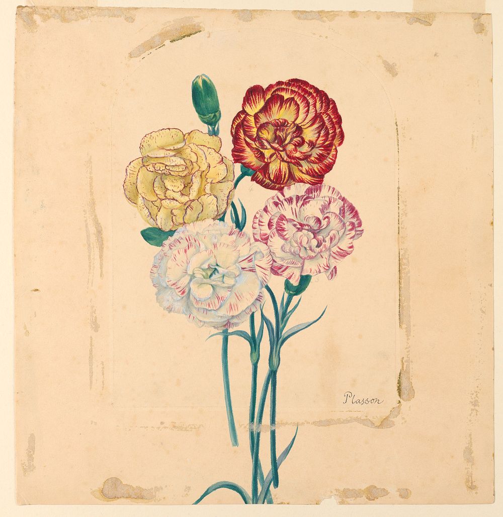 Four carnations