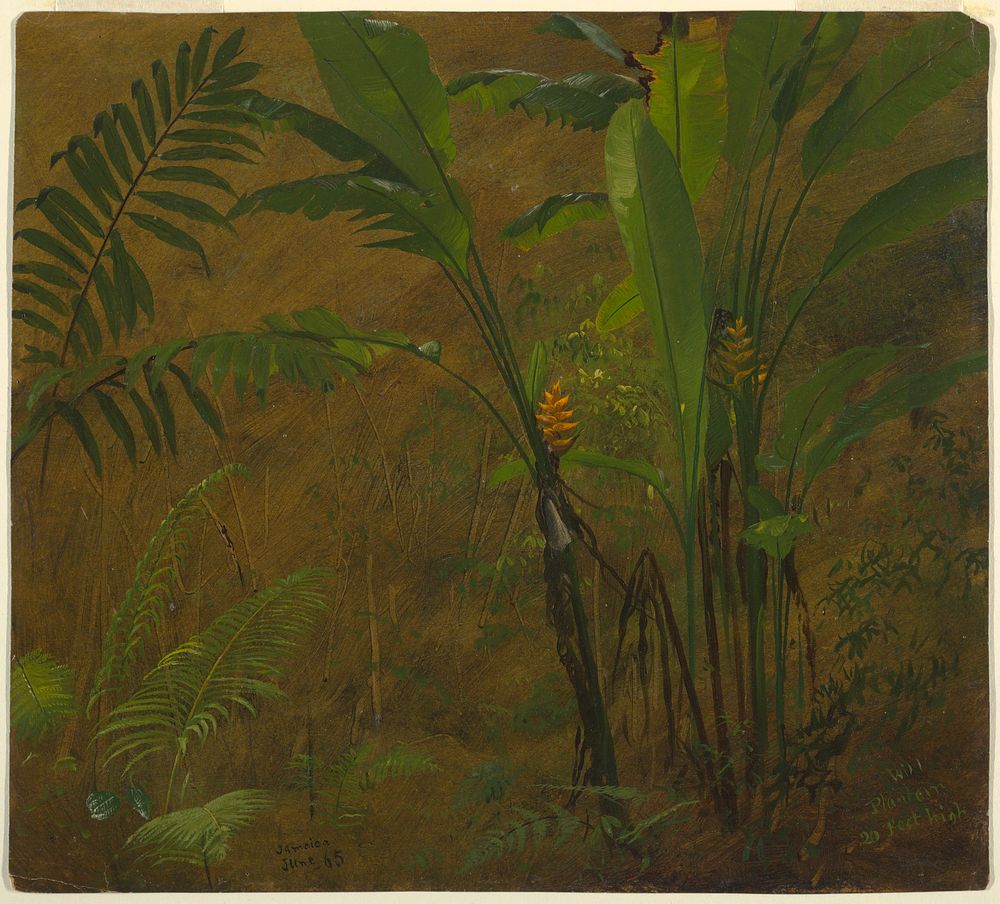 Ferns and Wild Plantain, Jamaica, Frederic Edwin Church