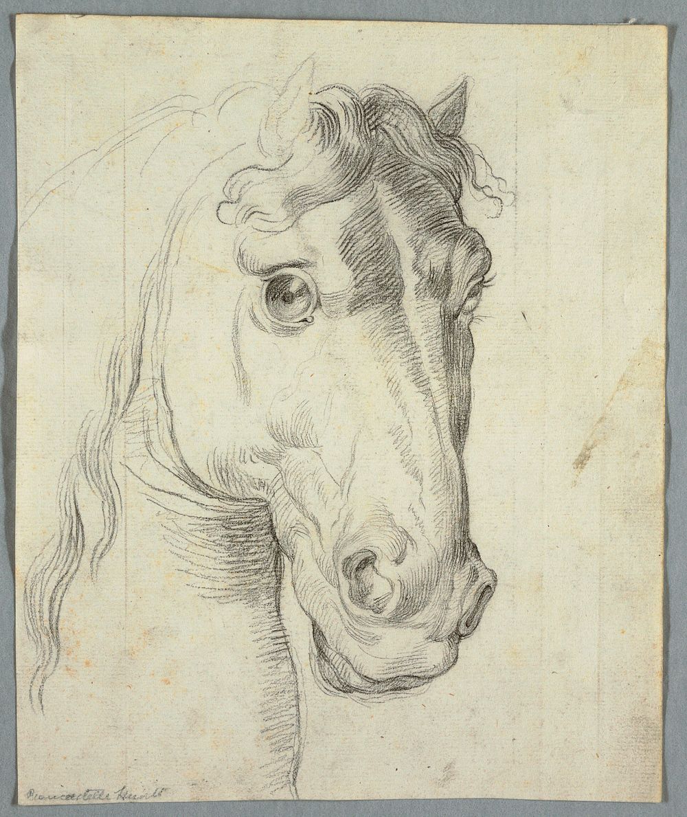 Study of a Horse