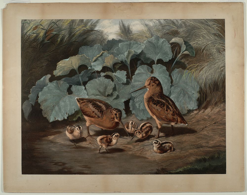 Woodcocks, Smithsonian National Museum of African Art