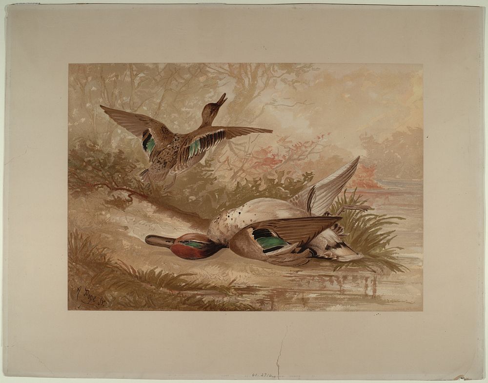 Green Winged Teal, Smithsonian National Museum of African Art