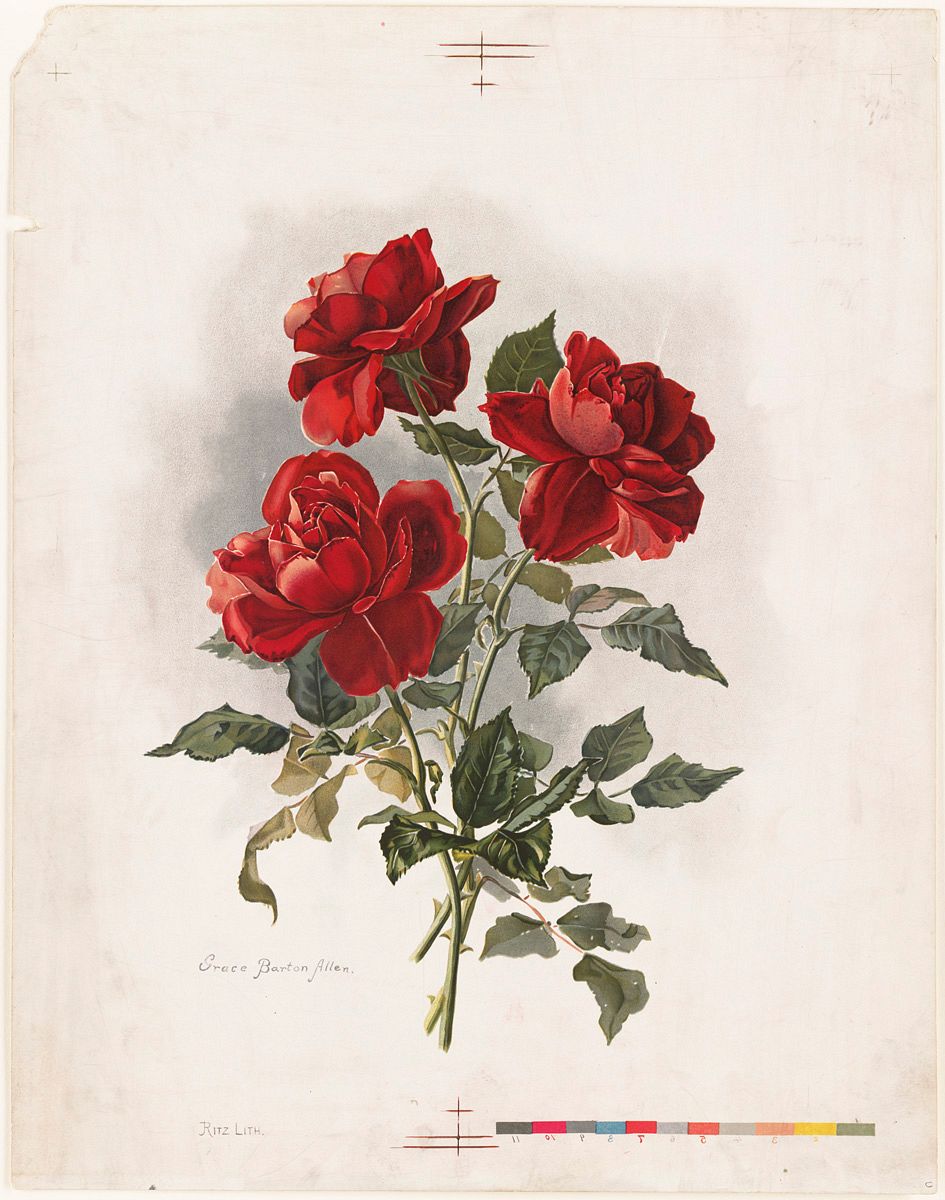 Red Roses (1861-1897) by Grace Barton Allen.