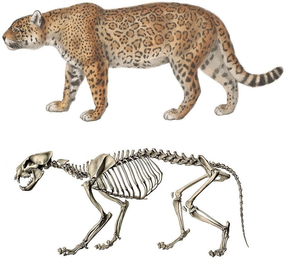 Jaguar restoration and skeleton