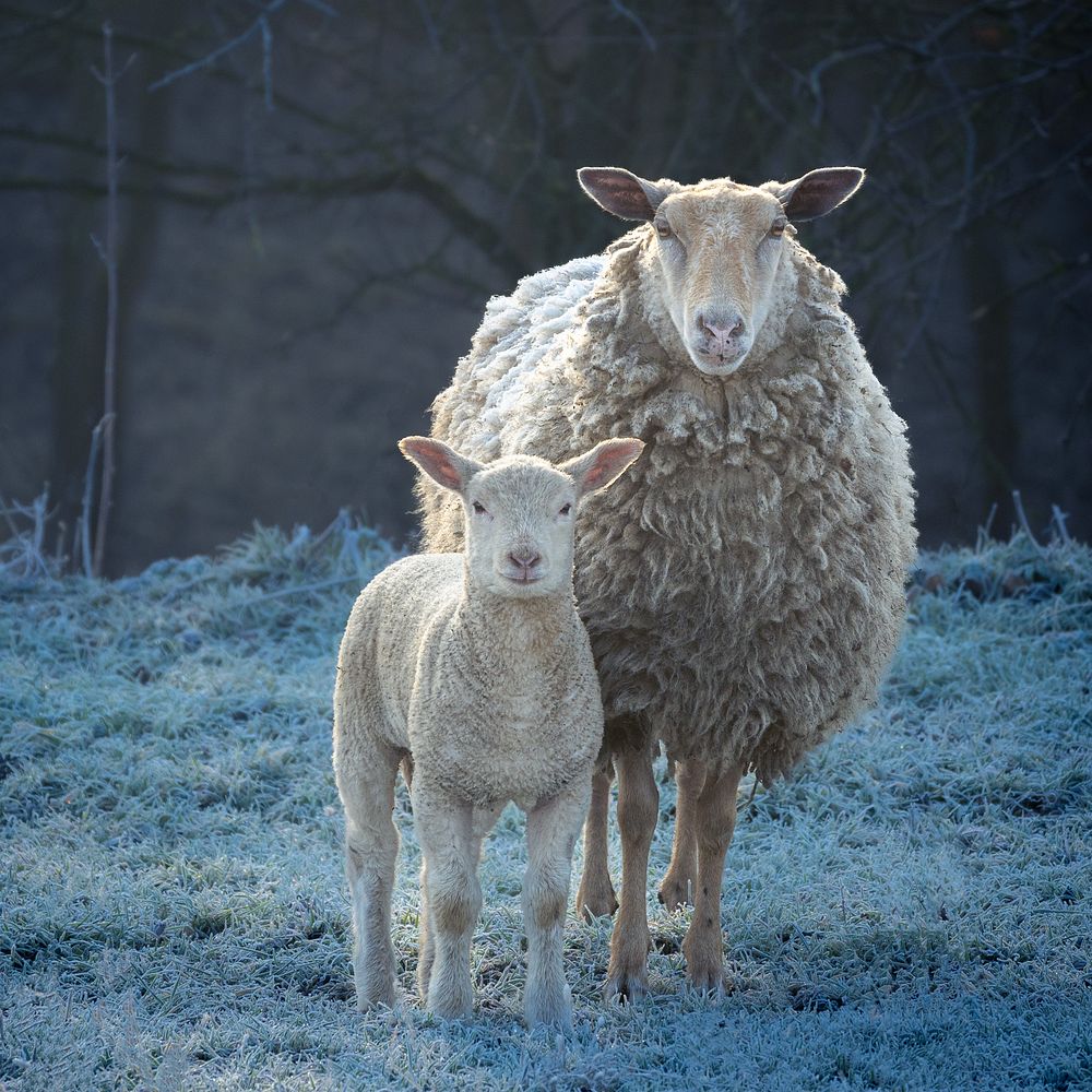 Mother, baby sheep, farm animal.