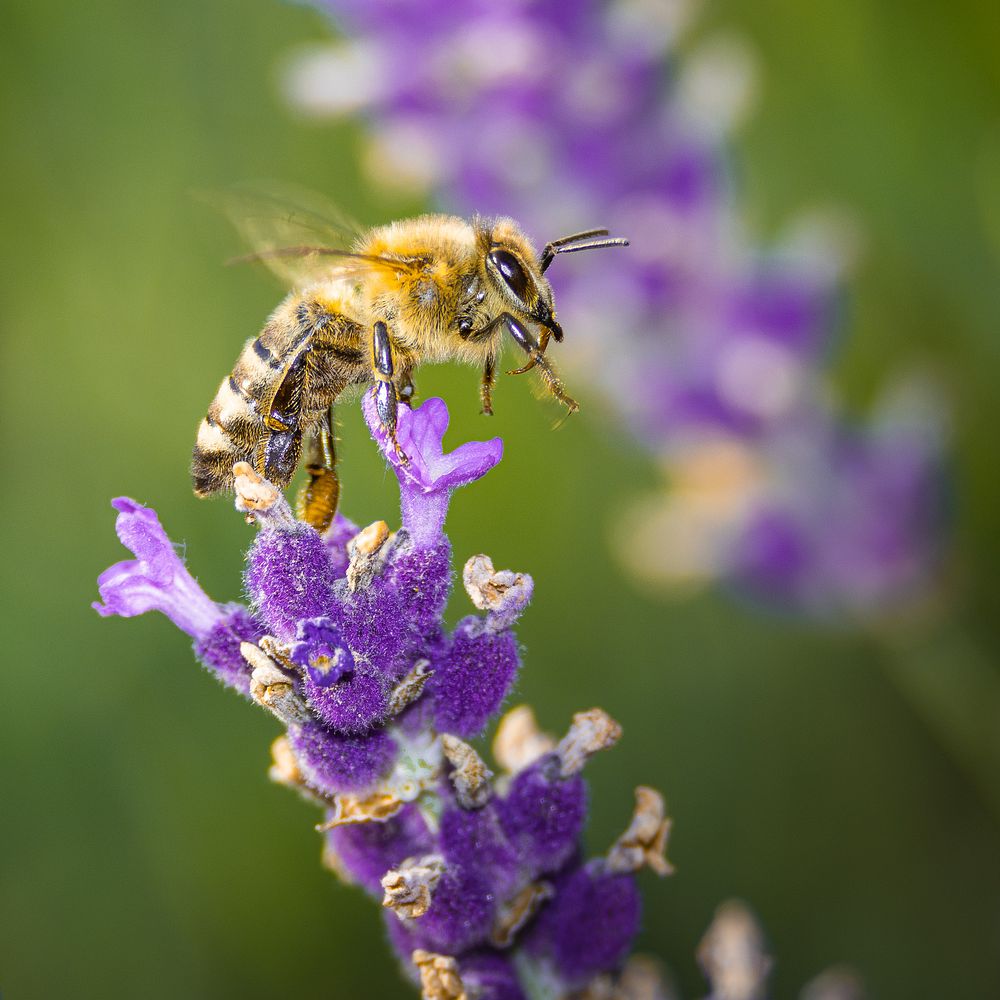 Lavender honey bee, nature insect.
