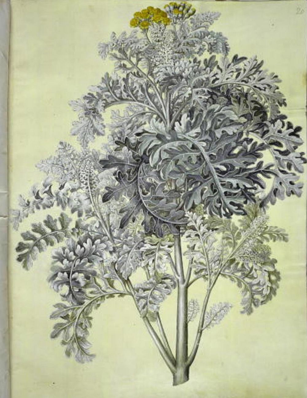 Jacobaea maritima (grey leaf) by Maria Sibylla Merian