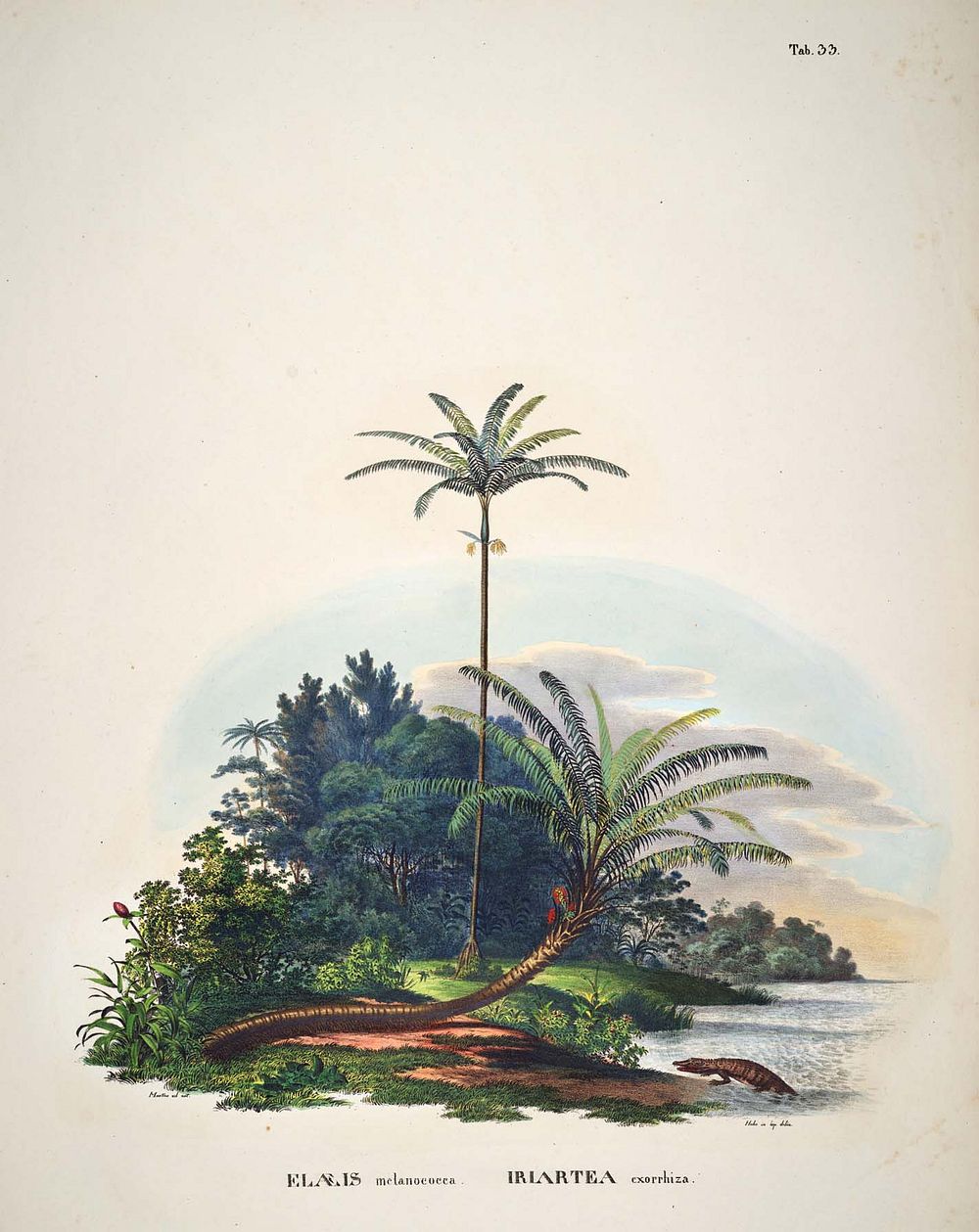 Historia naturalis palmarum - Tab 33 - Elaeis melanococca (syn. Elaeis oleifera), Iriartea exorrhiza (syn. Socratea…