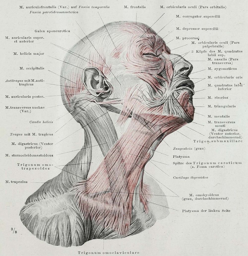 An anatomical illustration from the 1921 German edition of Anatomie des Menschen: ein Lehrbuch f&uuml;r Studierende und…