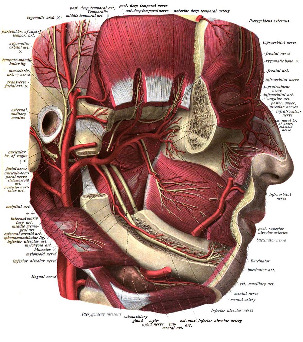 An anatomic illustration from the 1908 edition of Sobotta's Atlas of Human Anatomy