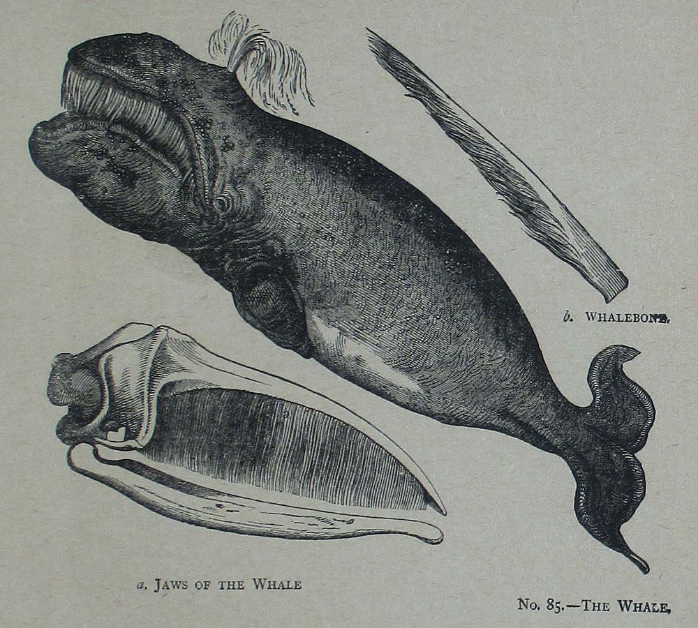 Illustration from "Picture Natural History" - No 85 - The Whale https://en.wikipedia.org/wiki/Whale