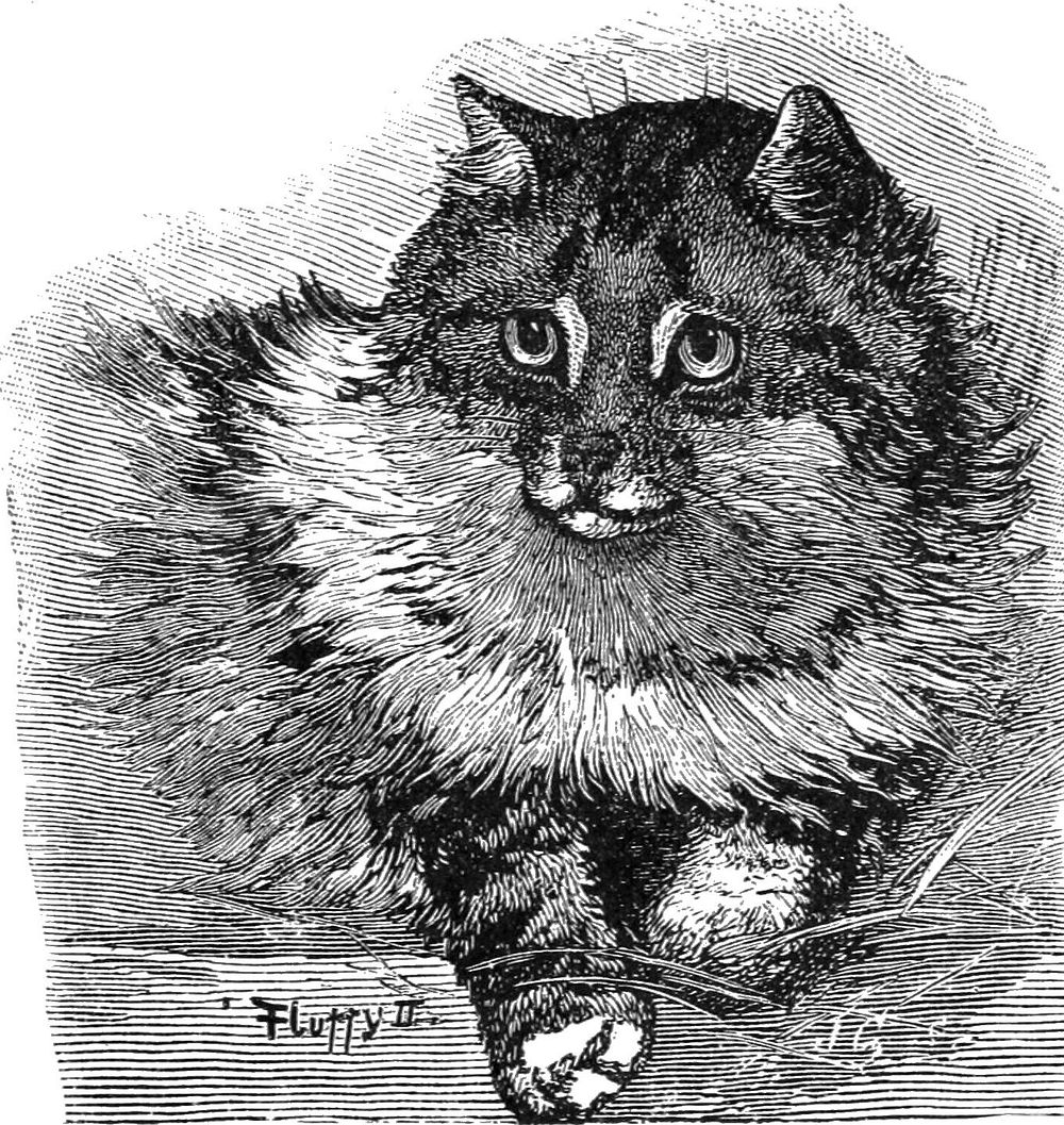 Persian cat at the crystal palace cat show 1886