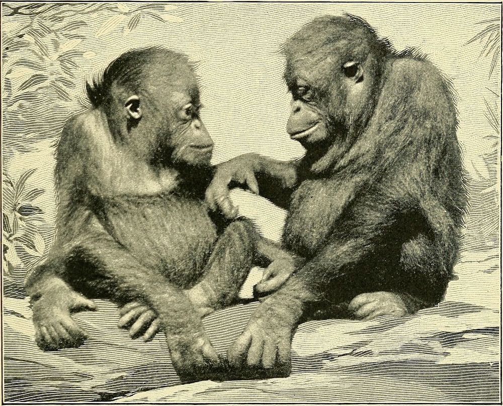 Identifier: apesmonkeystheir00garn (find matches)Title: Apes and monkeys; their life and languageYear: 1900 (1900s)Authors:…