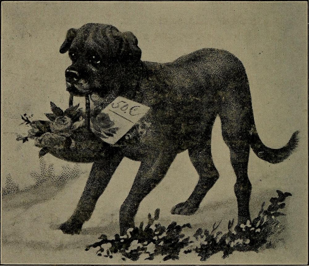 Identifier: dogsofallnations00mill (find matches)Title: Dogs of all nations. In prose and rhymeYear: 1903 (1900s)Authors:…